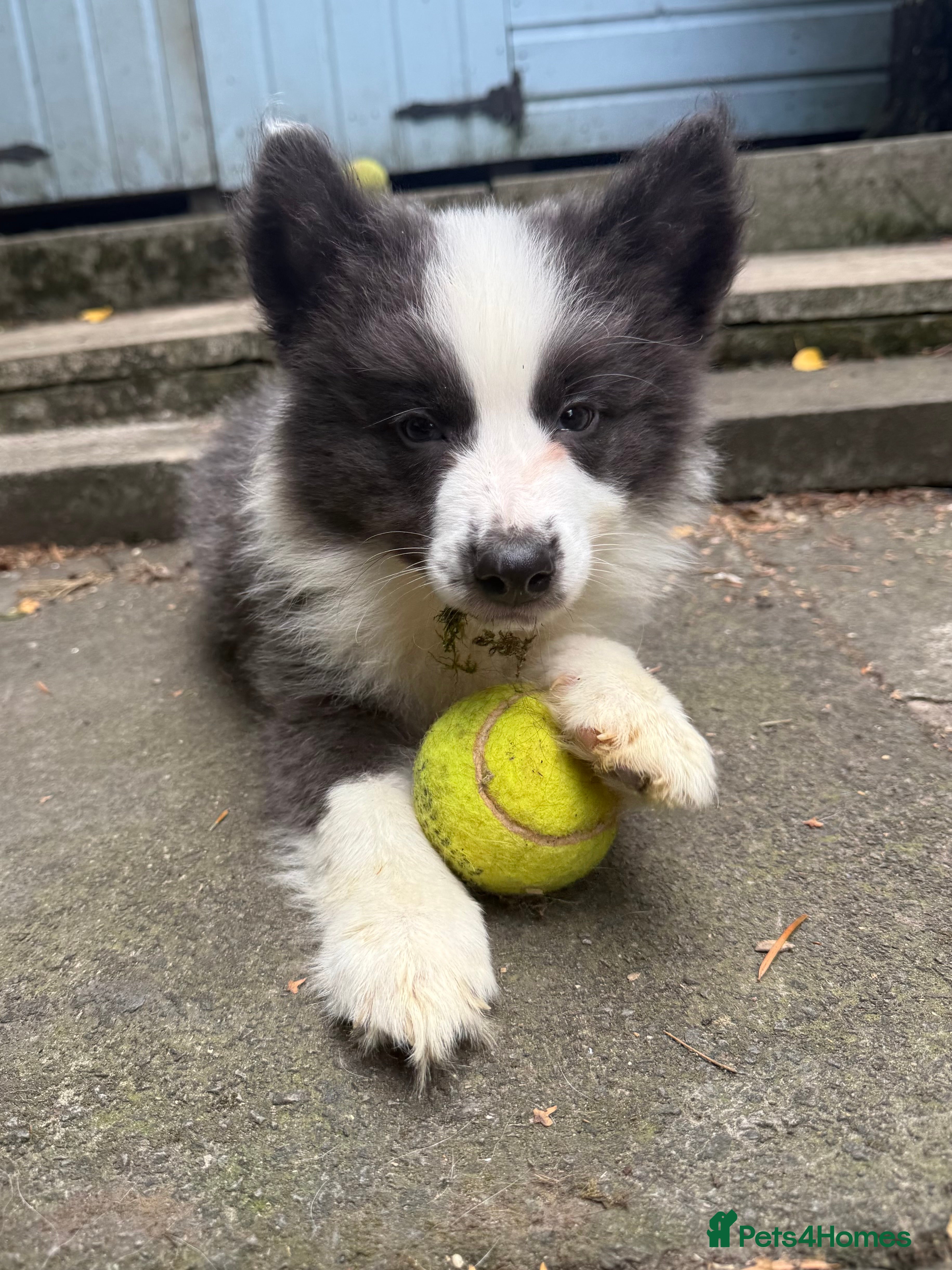 Border Collie dogs 4 Border Collie puppies - Advert 2
