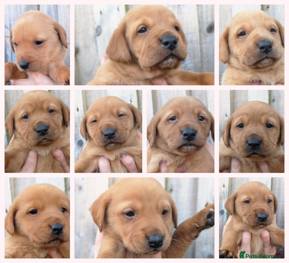 Labrador Retriever dogs Fab KC Fox Red Pups - 4* Higher Standard Breeder - Advert 2