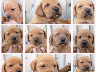 Labrador Retriever dogs Fab KC Fox Red Pups - 4* Higher Standard Breeder - Advert 4