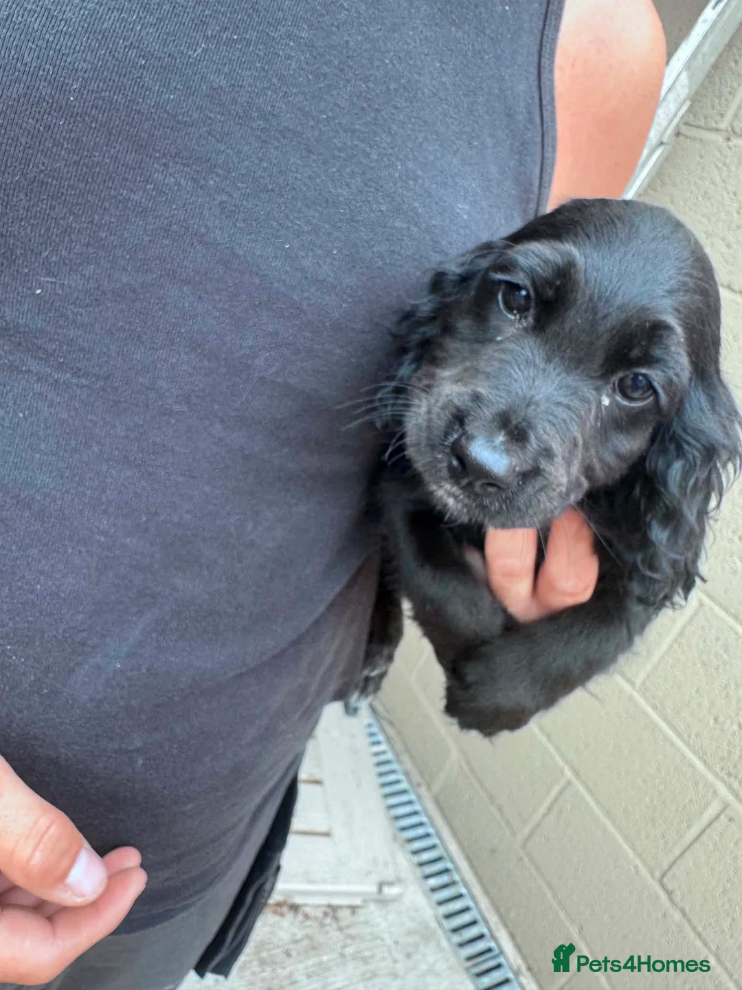 Cockapoo dogs for sale: Beautiful F2 Cockapoo Puppies For Sale 🐾  - Advert 7