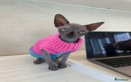 Sphynx cats for sale: Champion sphynx kitten - Image 3