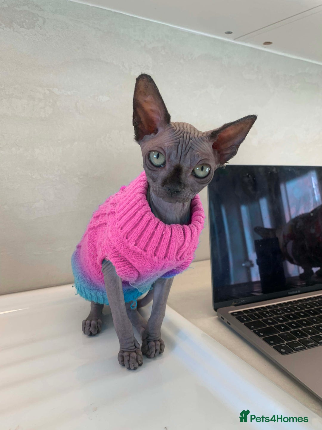 Sphynx cats for sale: Champion sphynx kitten - Image 3