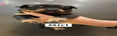 Rottweiler 7