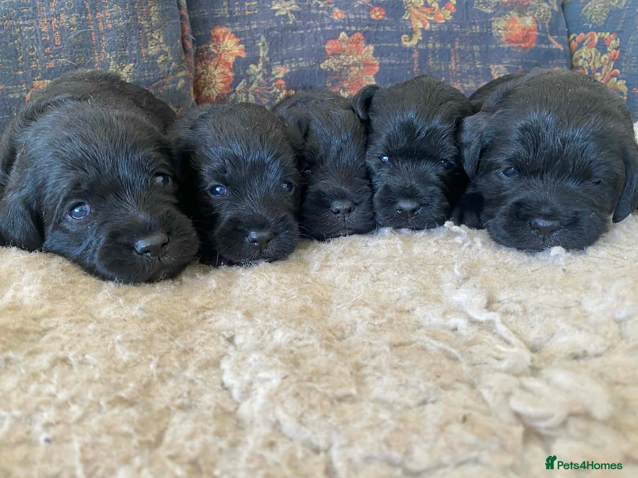 Mixed Breed dogs Border Terrier x Bedlington Terrier - Advert 2