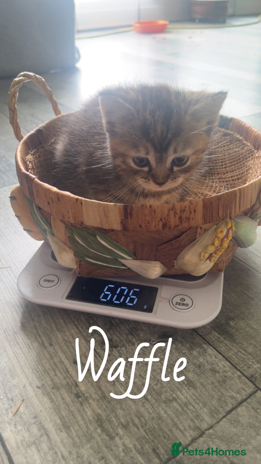 Mixed Breed cats for sale: Siamese/bsh domestic cross kittens  - Image 23