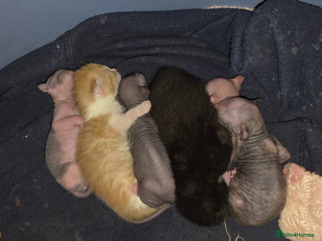 Mixed Breed cats for sale: Beautiful Female Kitten – Sphynx x Devon Rex Cross - Advert 15