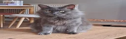 Maine Coon cats for sale: Maine Coon Kittens 1 Male 2 Females  - Advert 10