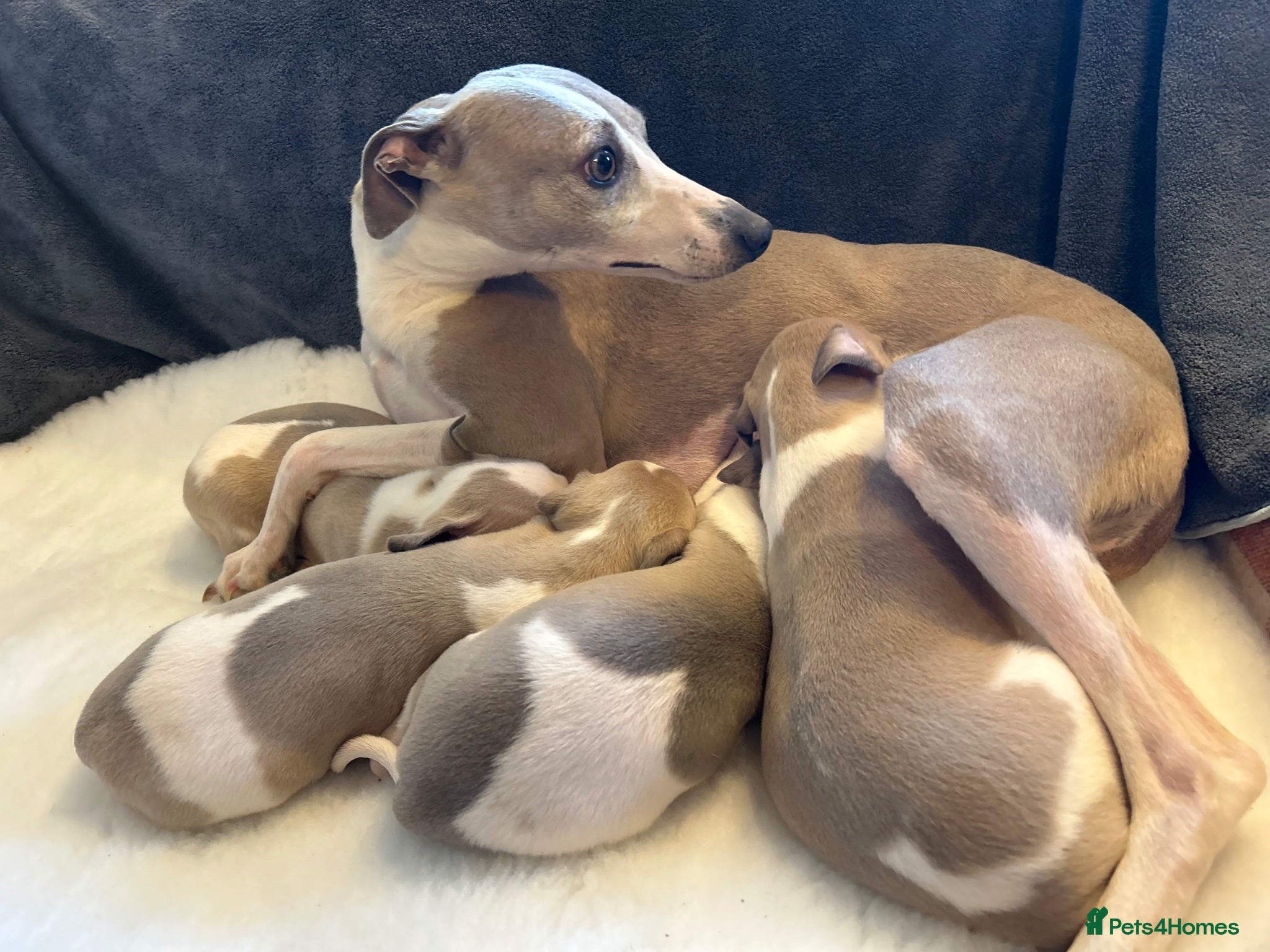 Whippet dogs Stunning whippet Bitch puppy  - Advert 4