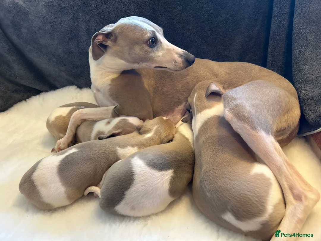 Whippet dogs for sale: Stunning whippet Bitch puppy  - Advert 1