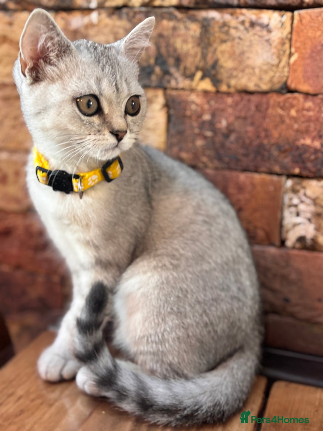 British Shorthair cats for sale: 🐾🌟 Stunningly Rare Silver Tipped (ns12) BSH 🌟🐾 - Image 14