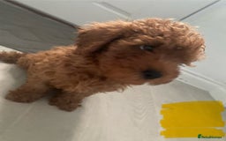 Cavapoo dogs for sale: Health Tested - Toy Cavapoo’s F1b  - Image 8