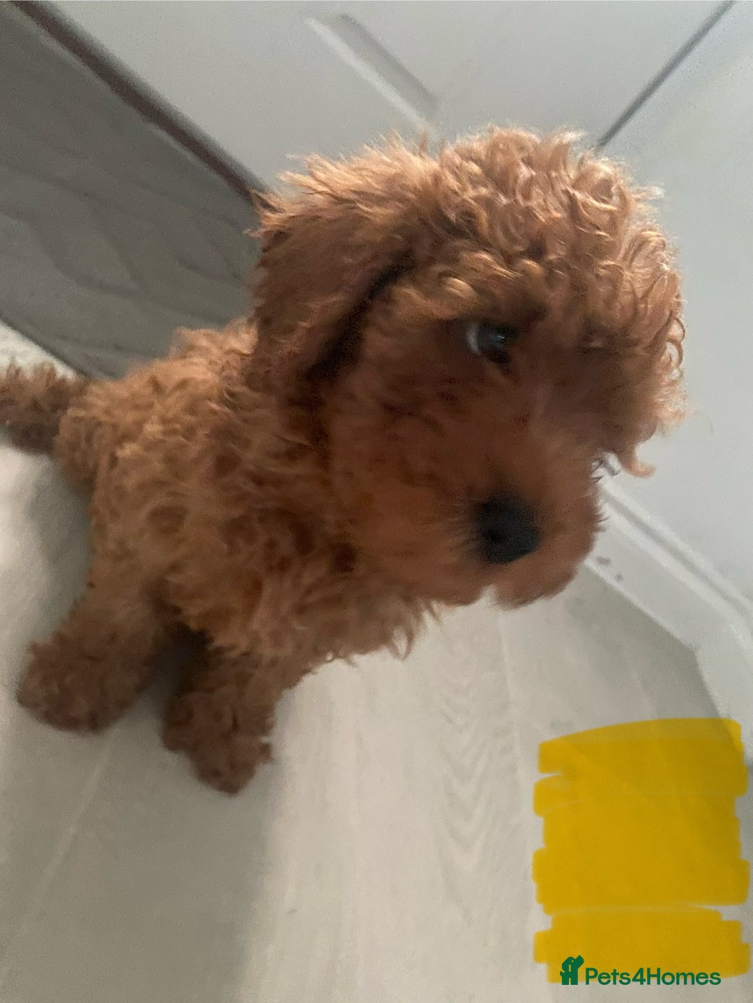 Cavapoo dogs for sale: Health Tested - Toy Cavapoo’s F1b  - Image 8