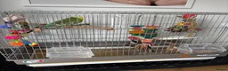 Budgerigars birds for sale: Budgie and Cage for sale  in Immingham - Advert 4
