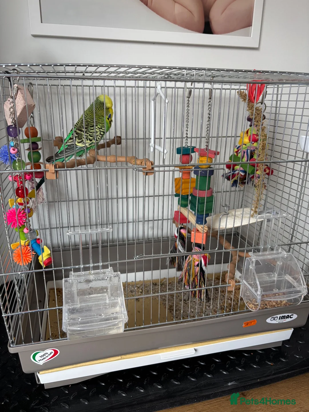 Budgerigars birds for sale: Budgie and Cage for sale  in Immingham - Advert 4