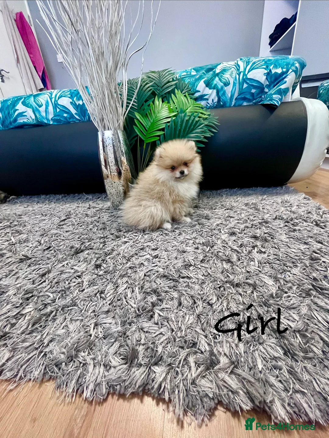 Pomeranian dogs for sale: Top Quality 🐻 Teddy Face  - Advert 9