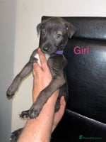 Mixed Breed dogs - Advert 6