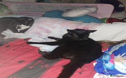 British Shorthair cats for sale: 3 black & white kittens  - Image 2