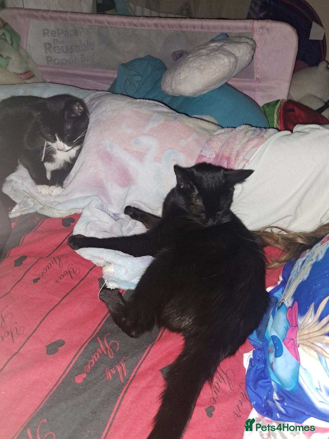British Shorthair cats for sale: 3 black & white kittens  - Image 2