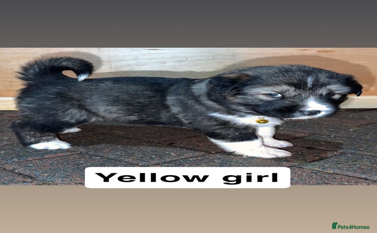 Mixed Breed dogs - Advert 1
