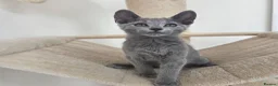 Russian Blue cats for sale: 💥PRICE REDUCED – Russian Blue, TICA - Advert 5