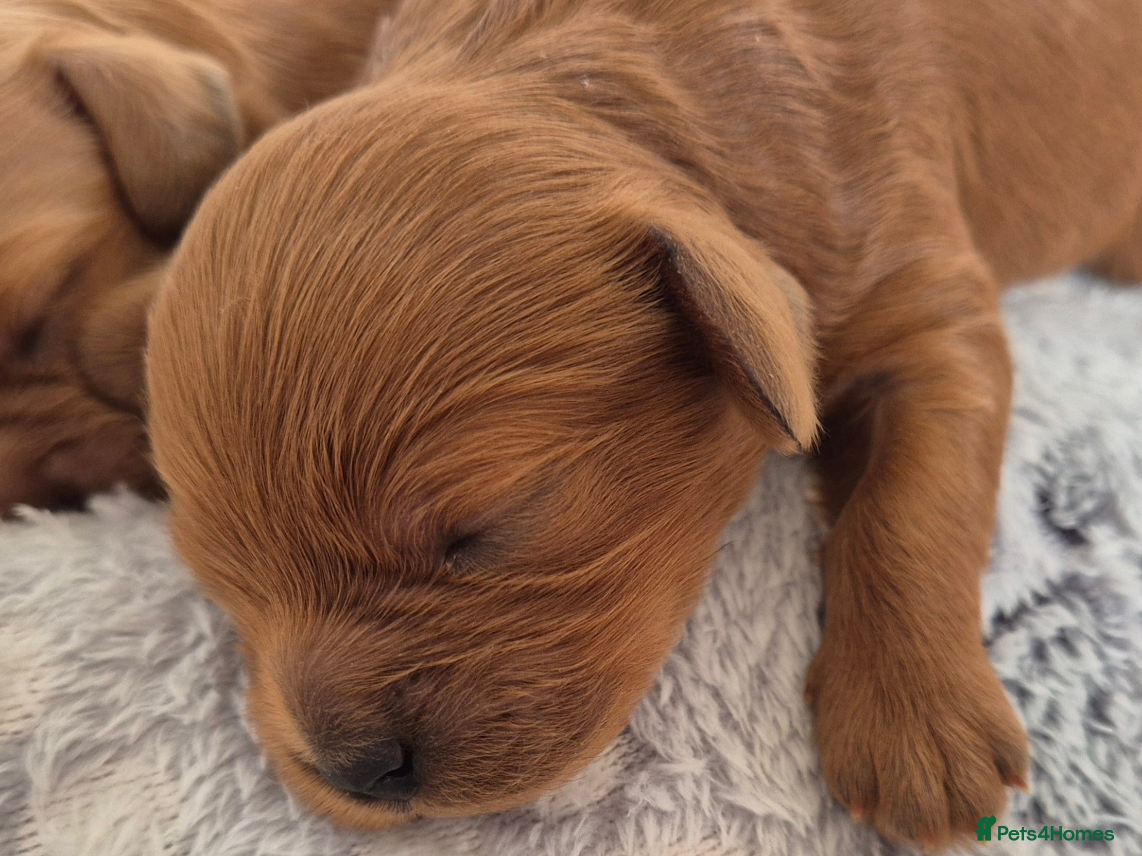 Cavapoo dogs for sale: Cavapoo puppies-deposits taken on all 3 - Advert 22