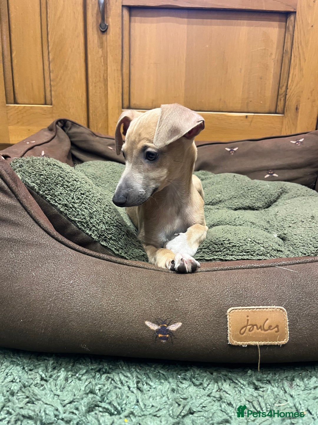 Italian Greyhound dogs for sale: Italian greyhound puppies  - Advert 12