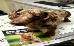 Miniature Dachshund dogs for stud: Chocolate Dapple Miniature Dachshund *STUD* - Image 4