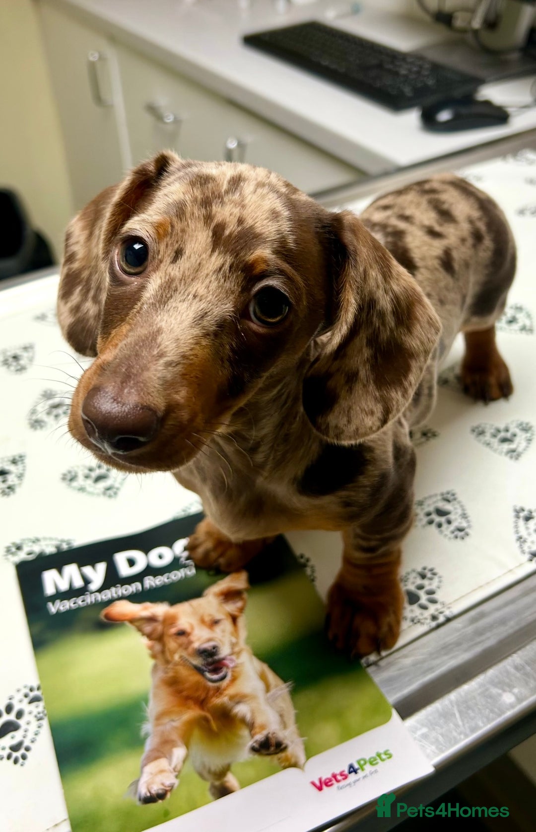 Miniature Dachshund dogs for stud: Chocolate Dapple Miniature Dachshund *STUD* - Image 4