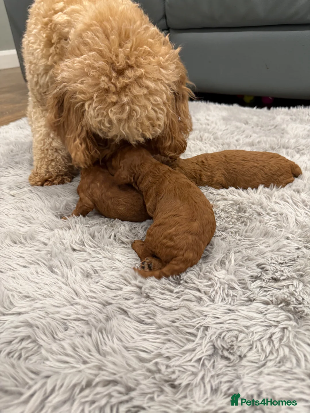 Cavapoo dogs for sale: 2 deep red F1B toy cavapoos. Full dna & health   - Advert 2