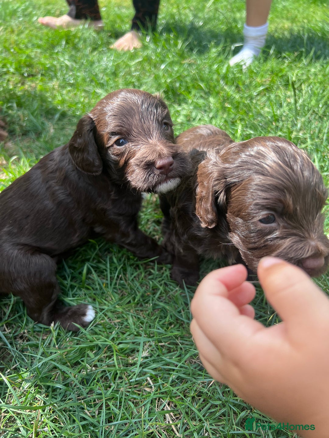 Cockapoo dogs for sale: Stunning F2 miniature cockapoo puppies  - Image 6