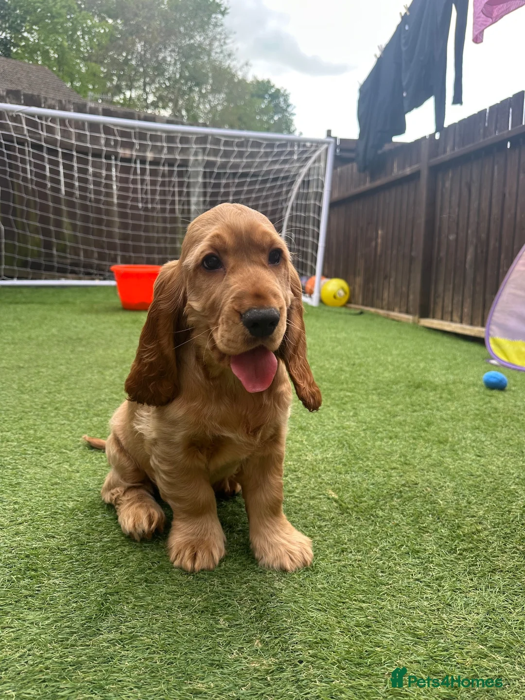 Cocker Spaniel dogs for stud: Dougie for stud - Advert 9