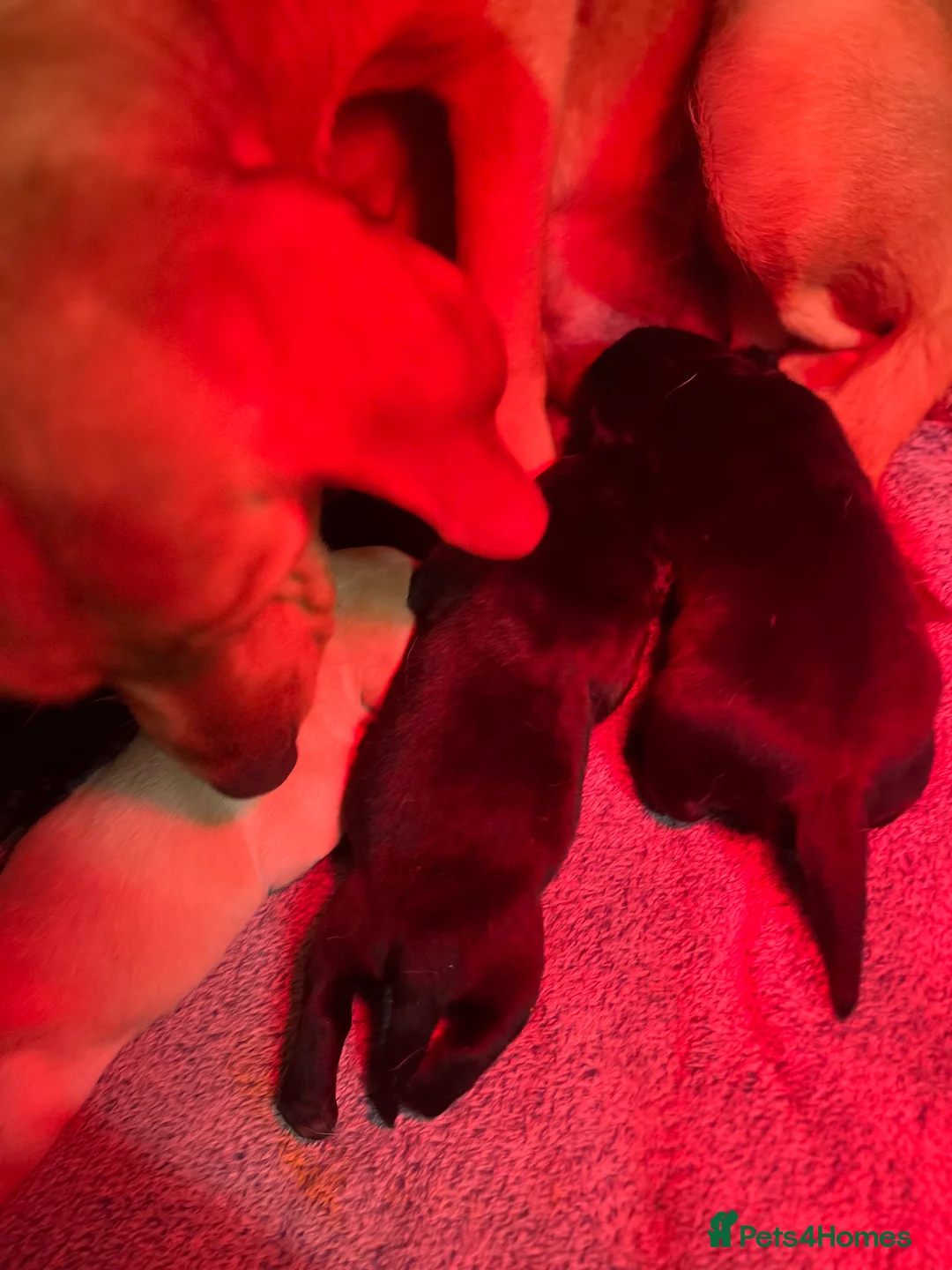 Labrador Retriever dogs for sale: Beautiful Labrador puppy’s  - Advert 23