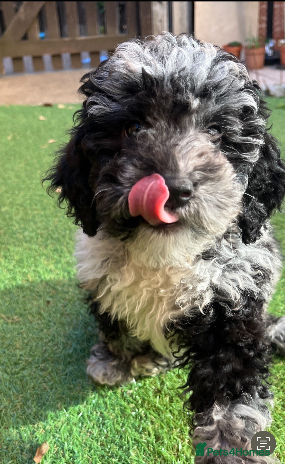 Mixed Breed dogs Cockapoo female puppy not neutered - Advert 10