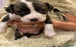 Staffordshire Bull Terrier dogs for sale: 7 staffy cross puppy’s ready for  ** !!! - Advert 7