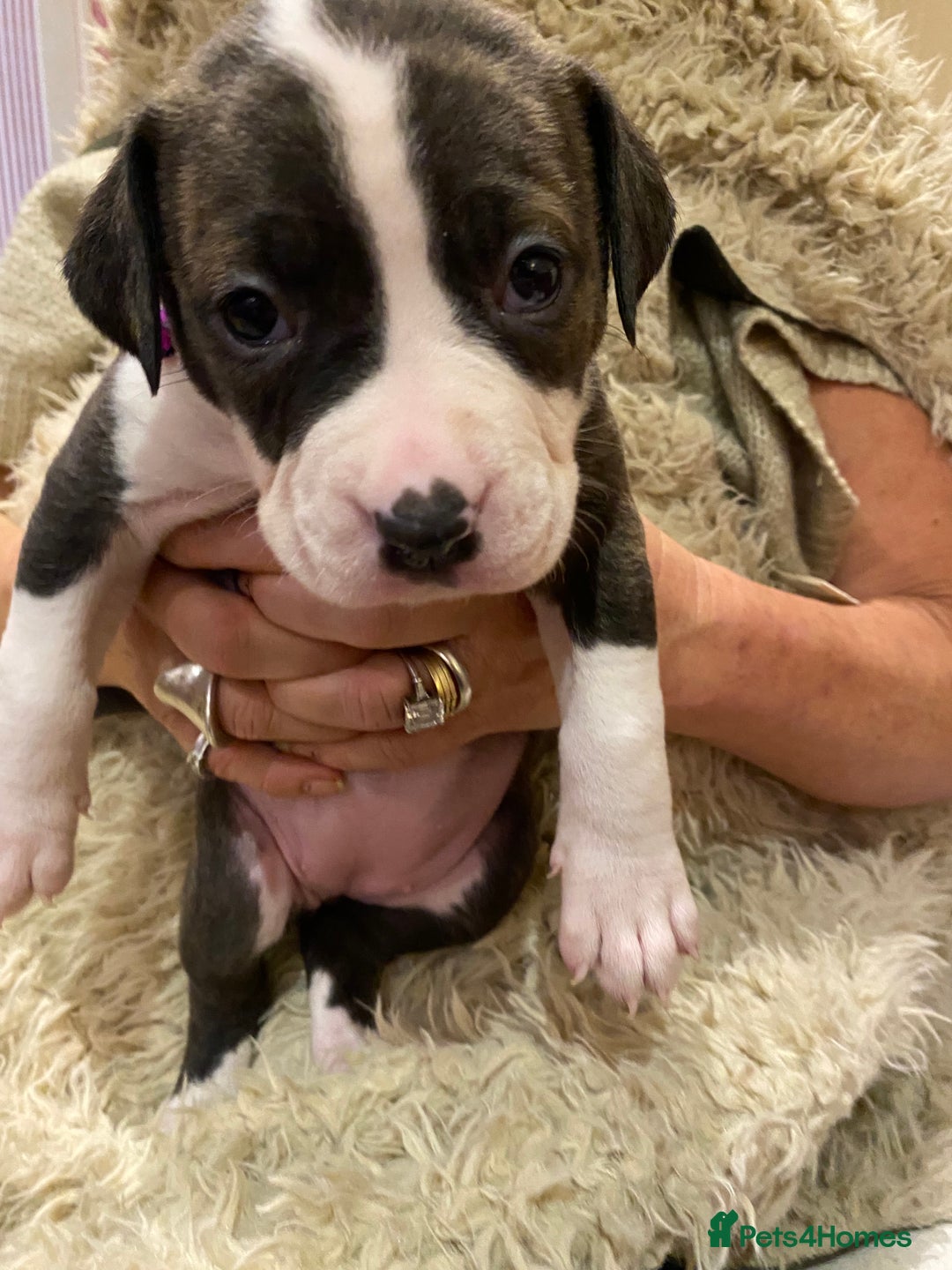 Staffordshire Bull Terrier dogs for sale: 7 staffy cross puppy’s ready for  ** !!! - Advert 7