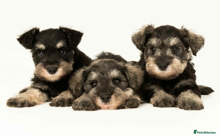 Miniature Schnauzer dogs - Advert 1