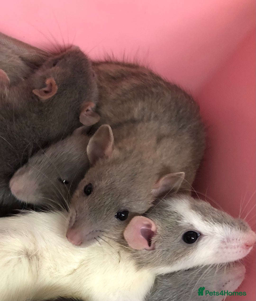 Rat rodents for sale: Beautiful tame fancy rats & mice - Advert 13