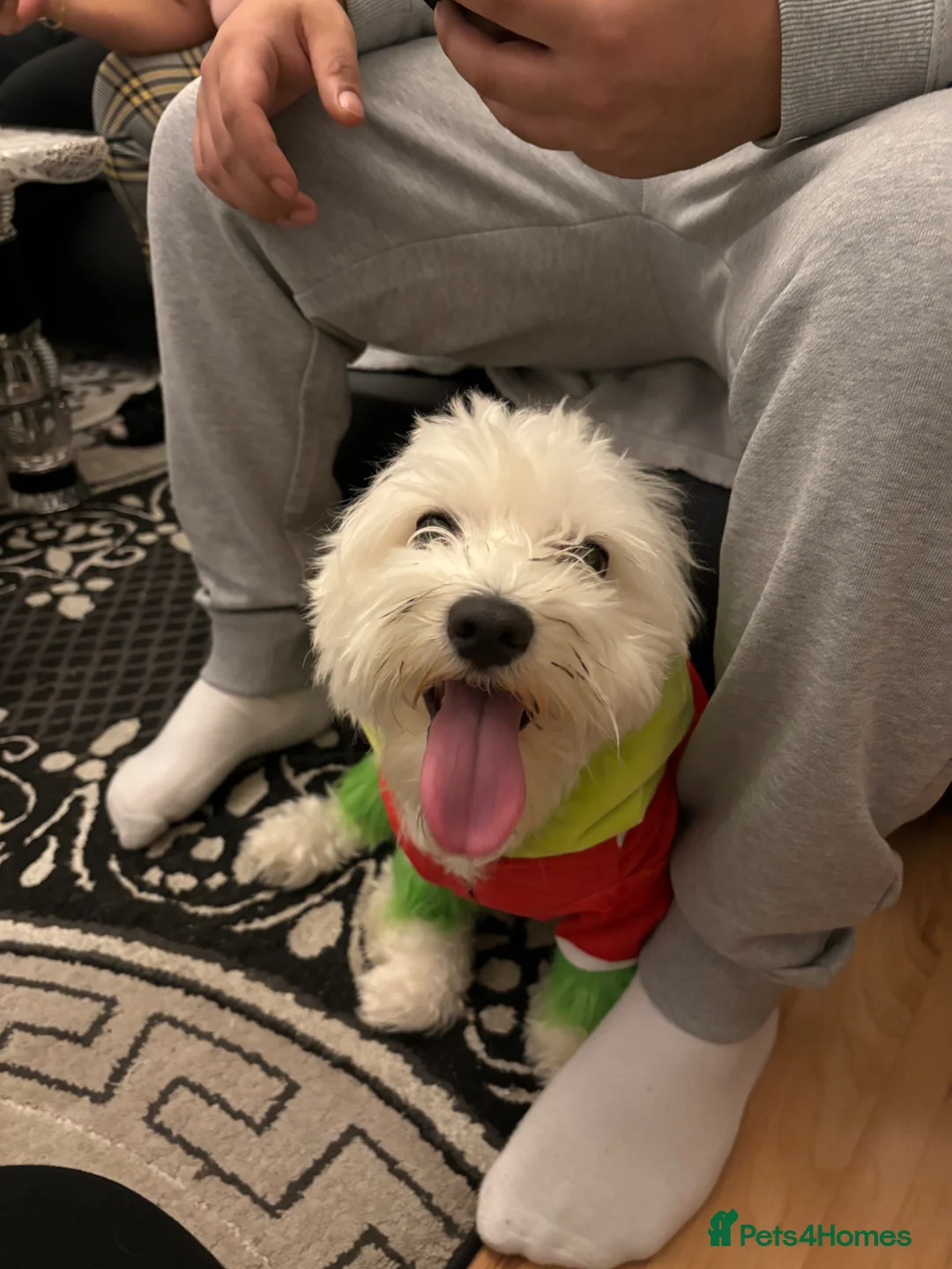 Maltese dogs for sale: Benny needs a home  - Advert 5