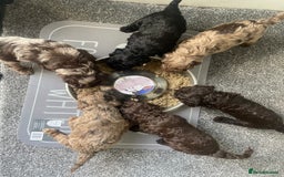 Cockapoo dogs for sale: Cockapoo puppies  - Image 7