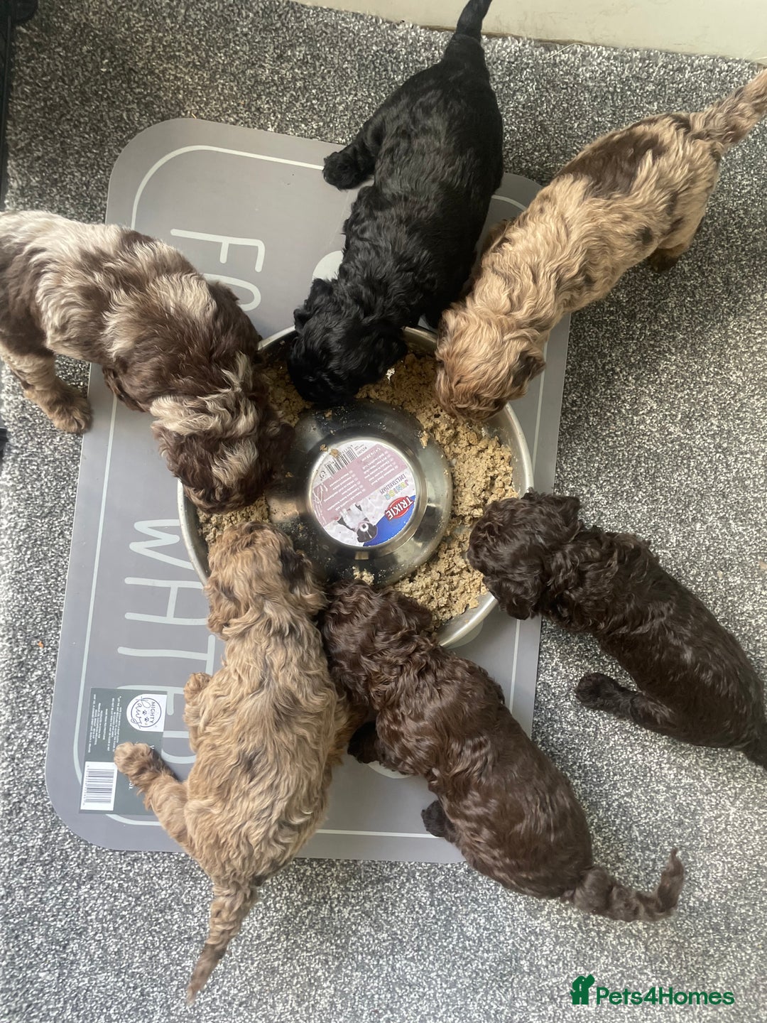 Cockapoo dogs for sale: Cockapoo puppies  - Image 7