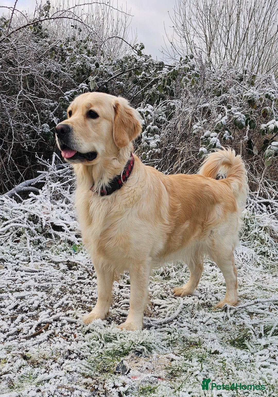 Golden Retriever dogs for sale: 5* Golden retriver puppies - Advert 10