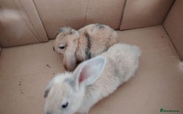 Mini Lop rabbits for sale: Mini Lops Male 6 Weeks Old Carterton, Oxford - Image 1