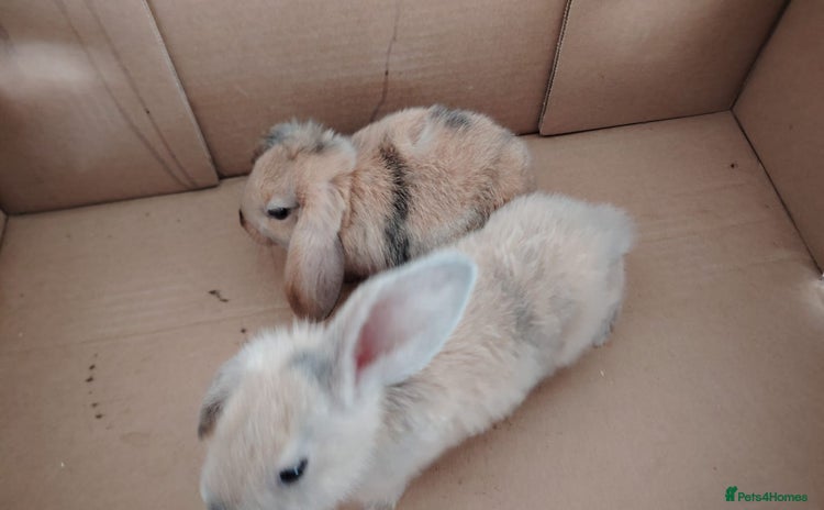 Mini Lop rabbits - Advert 1