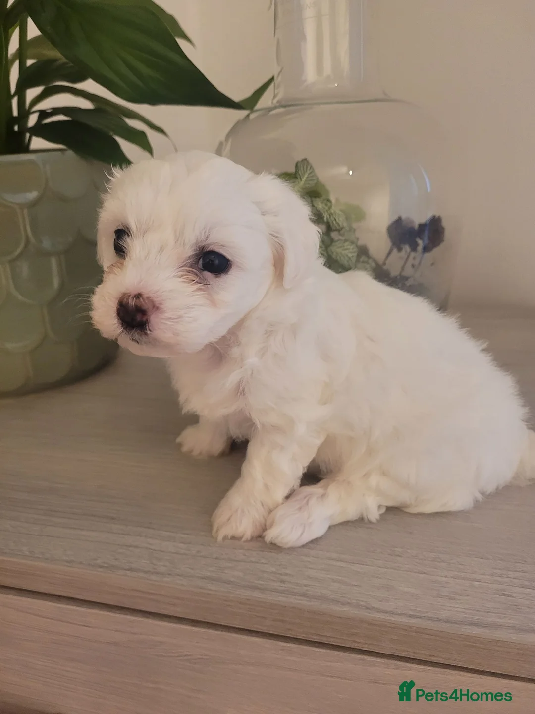 Bichon Frise dogs for sale: We have 2 gorgeous puppies. 2 girl -available.  in Corby - Advert 5