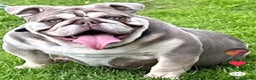English Bulldog dogs for sale: Bulldog male  in Telford - Advert 1