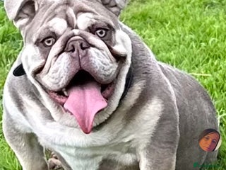 English Bulldog dogs Bulldog male in Telford - Advert 2
