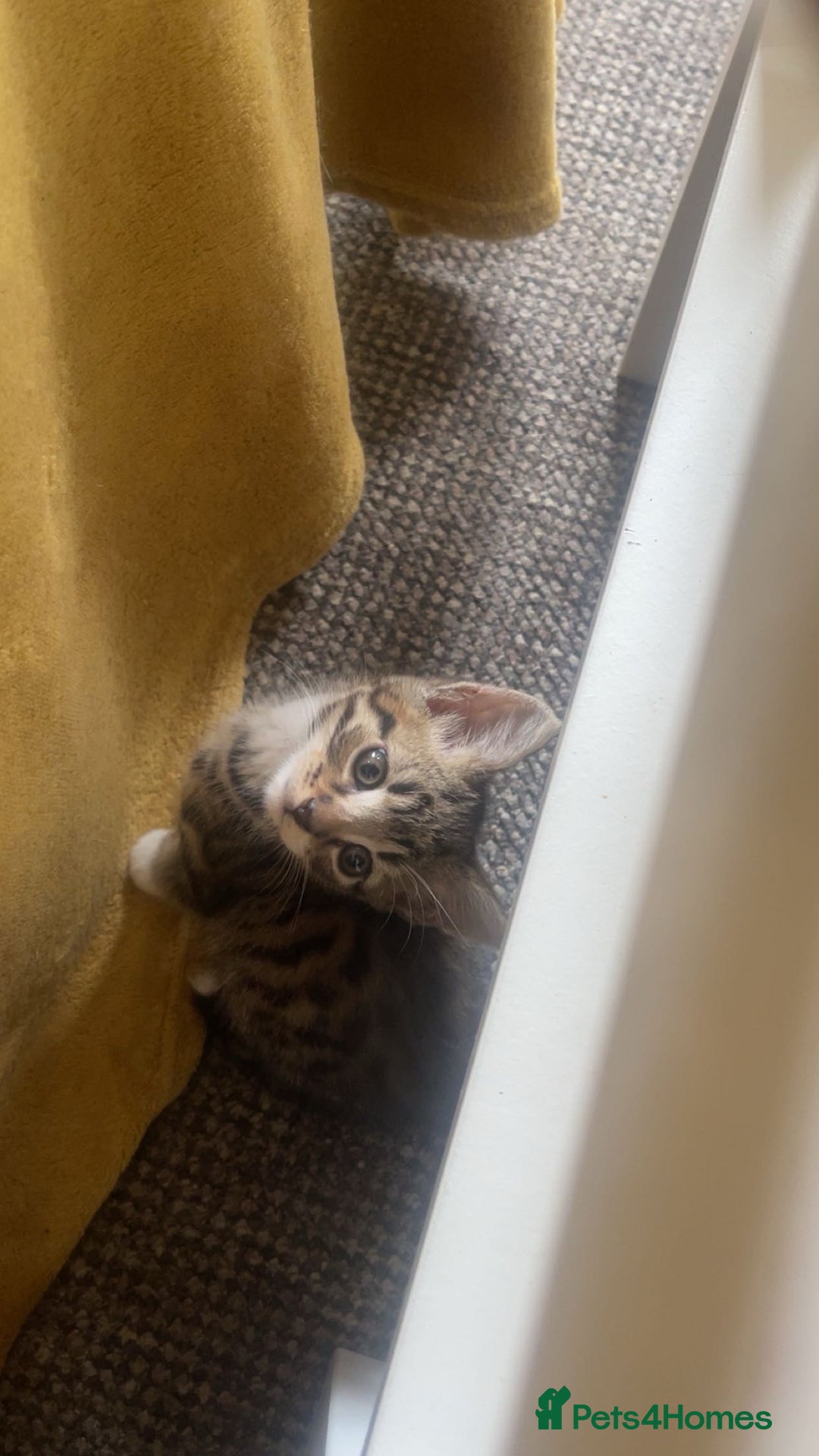 European cats for sale: 8 adorable kittens  - Image 8