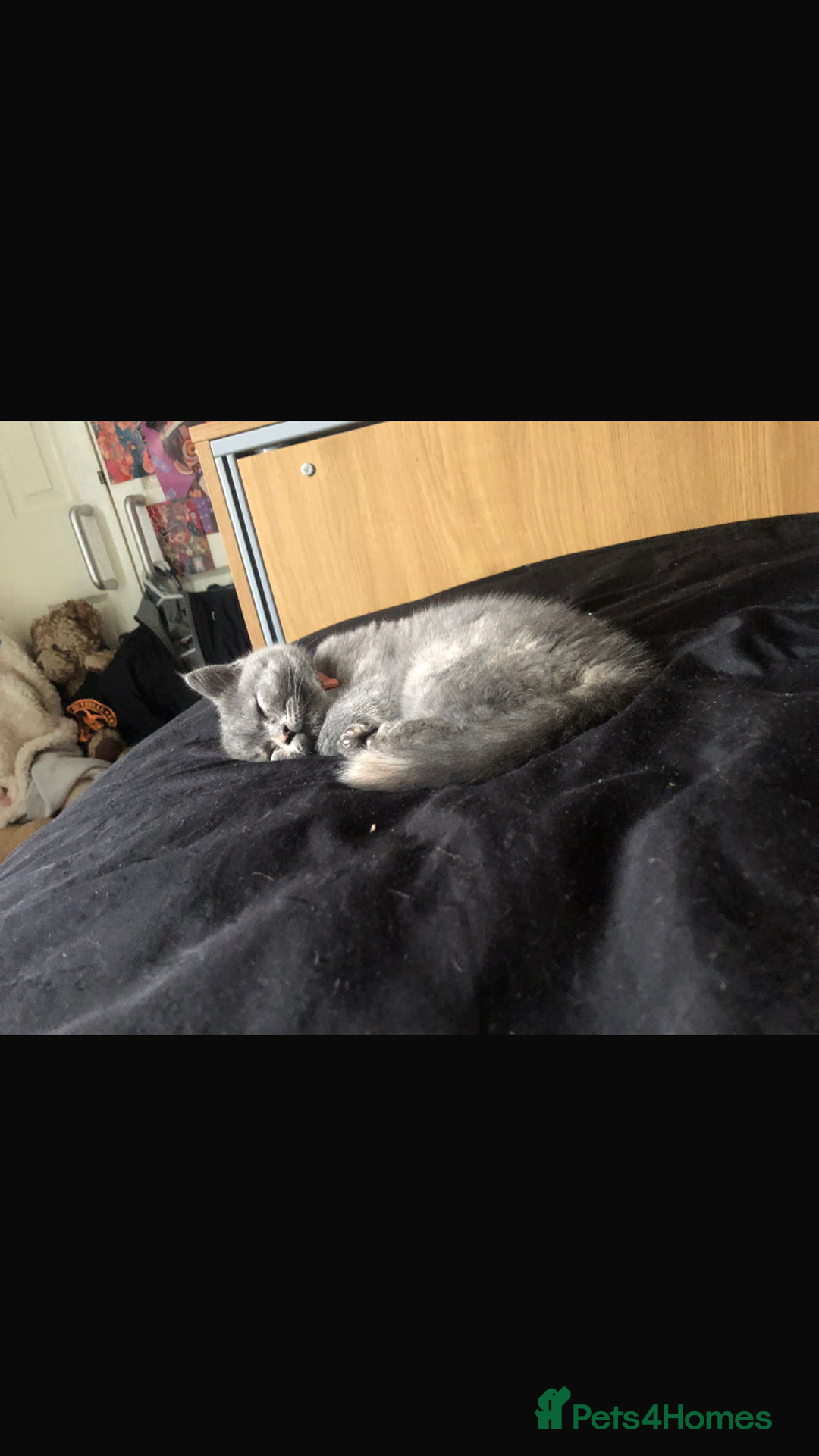 British Shorthair cats for sale: Shorthair female cat and cat stuff - Advert 3