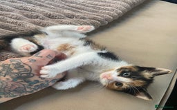 Mixed Breed cats for sale: 4 stunning babies READY NOW Calico and black&white - Image 22