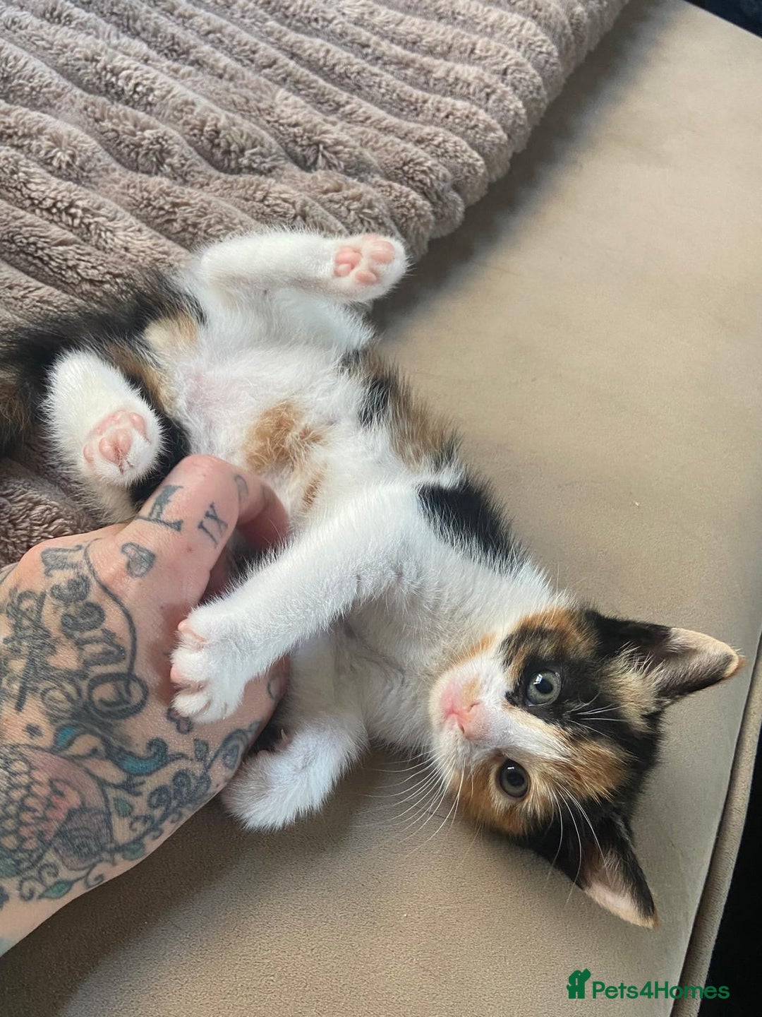 Mixed Breed cats for sale: 4 stunning babies READY NOW Calico and black&white - Image 22